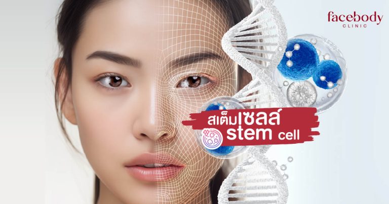 สเต็มเซลล์ stem cell คืออะไร ?